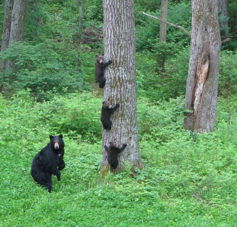 A misconceptions is that mother black bears are likely