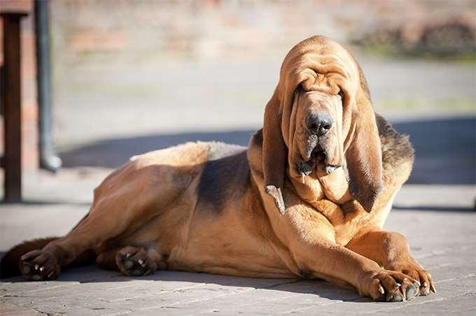 A bloodhound smells 100 times better than you