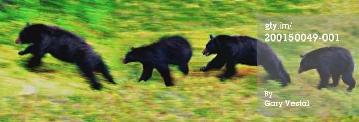 Running Speed: Bears can run uphill and downhill and on flat ground.