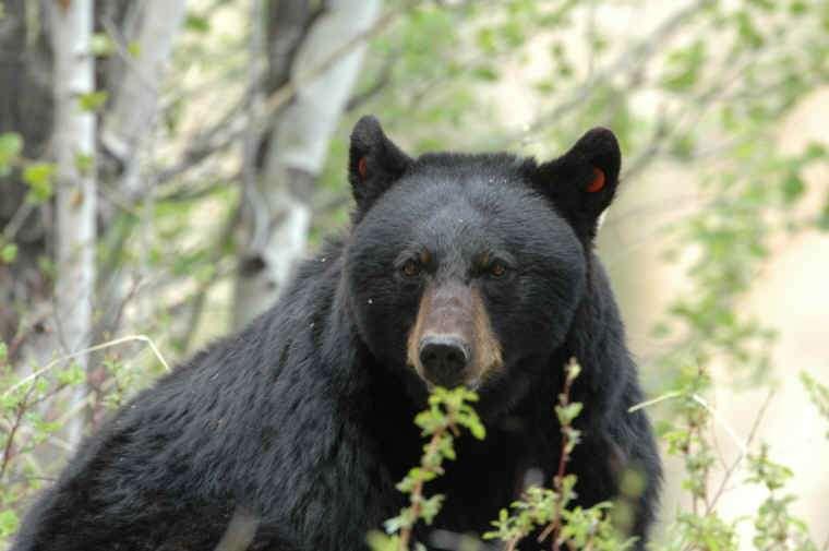 Potential Longevity (lifespan): Black bears can