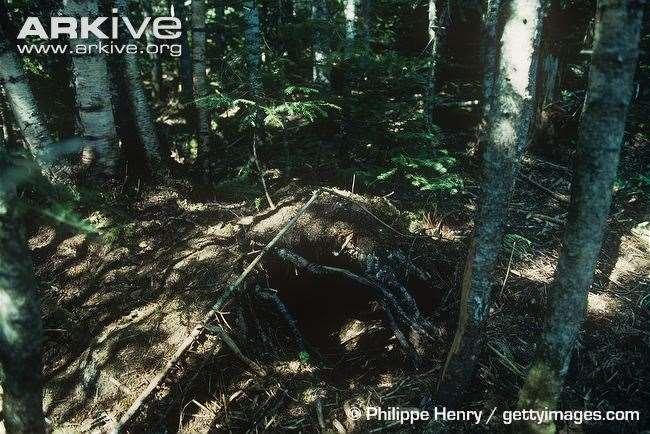 Ideal Habitat: Black bears