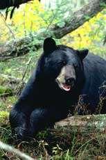 Black bear male.