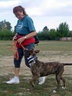 overall LRR by 8% Canine LRR 97%; Feline 92% 120 dogs get walked 3-5 times/day Playgroups