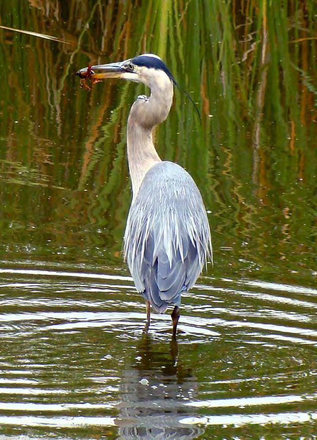 Great Blue Heron Length = 47 Wingspread = 72 Weight = 5.