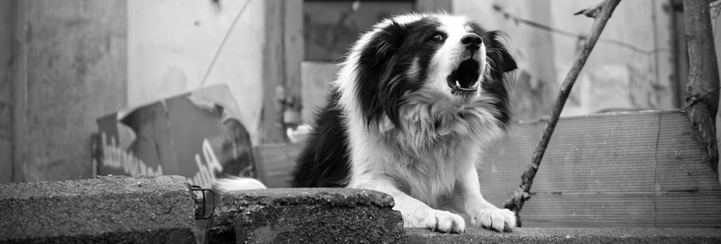 Barking Barking is one of many forms of vocal communication for dogs.