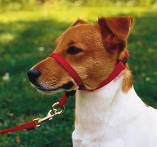 THE GENTLE LEADER Head halters can be helpful for two reasons: they can potentially be a useful distraction or serve as a level of suppression for an exuberant dog that comes on too strongly at first.