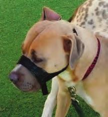 MUZZLES Muzzles are excellent safety tools for any dog that is displaying behaviors that may be considered aggressive or for those with a history of inappropriate behavior with other dogs.