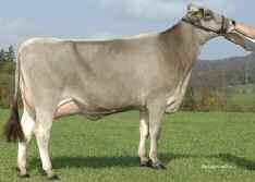 #: CHEM120016354552 Born: 2002 Sep 17 aaa: 216 DMS: - Kappa Casein: BB Herds: 48 Daughters: 54 Reliability: 60% MACE 09*AUG %RK Conformation 2 65% Mammary System 9 94% Feet & Legs 1 61% Dairy