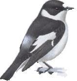 Both the collared and the pied flycatchers are sexually dimorphic with black and white males and less conspicuous brown females. The males are easy to distinguish from one another.