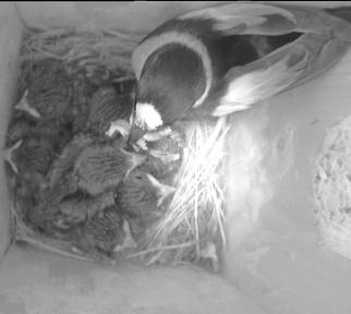 Figure 3a. Still from the video tapes. A collared flycatcher male feeding the nestlings. Figure 3b. Still from the videotapes. A female flycatcher feeding the nestlings.