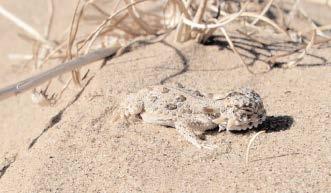 The Flat-tailed Horned Lizard Phrynosoma mcallii Petitioned for Listing under Endangered Species Act in 1993, and considered twice more federally since that time.