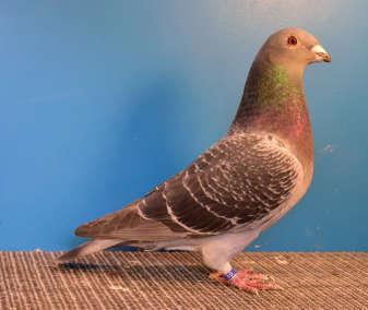 Champion Old Fancy Pigeon Champion Young Fancy Pigeon CRESTED HELMET MF Pavel