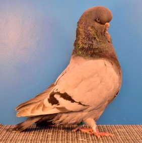 TYPE HOMER Bill West BIRMINGHAM ROLLER-FLYING Champion Rare Pigeon Reserve