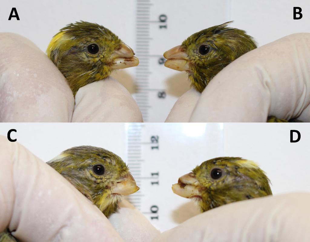 Vol. 42 / 2018 15 Fig. 1 (A, B, C, D). Truncation of the beak observed in 4-month-old canaries.