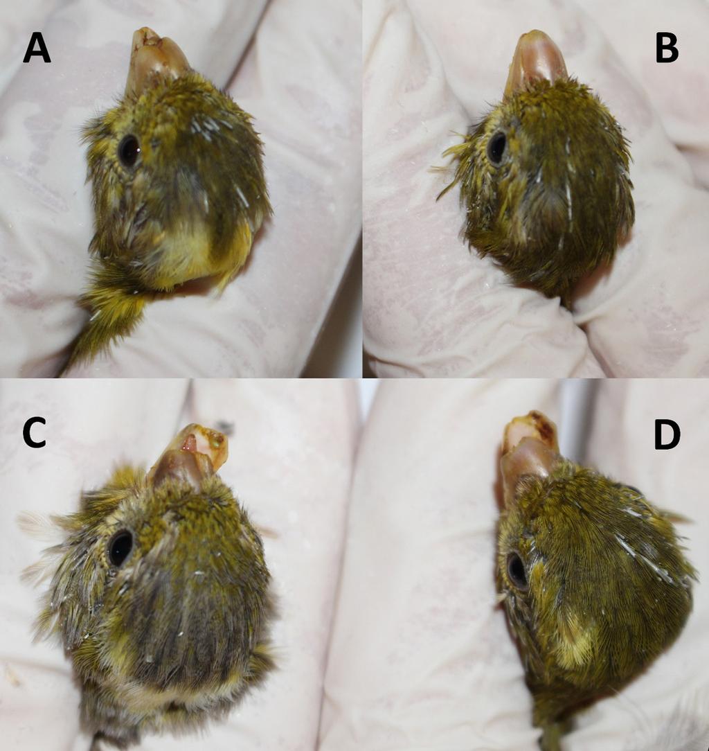 16 International Studies On Sparrows Fig. 2 (A, B, C, D). Truncation of the beak observed in 4-month-old canaries.