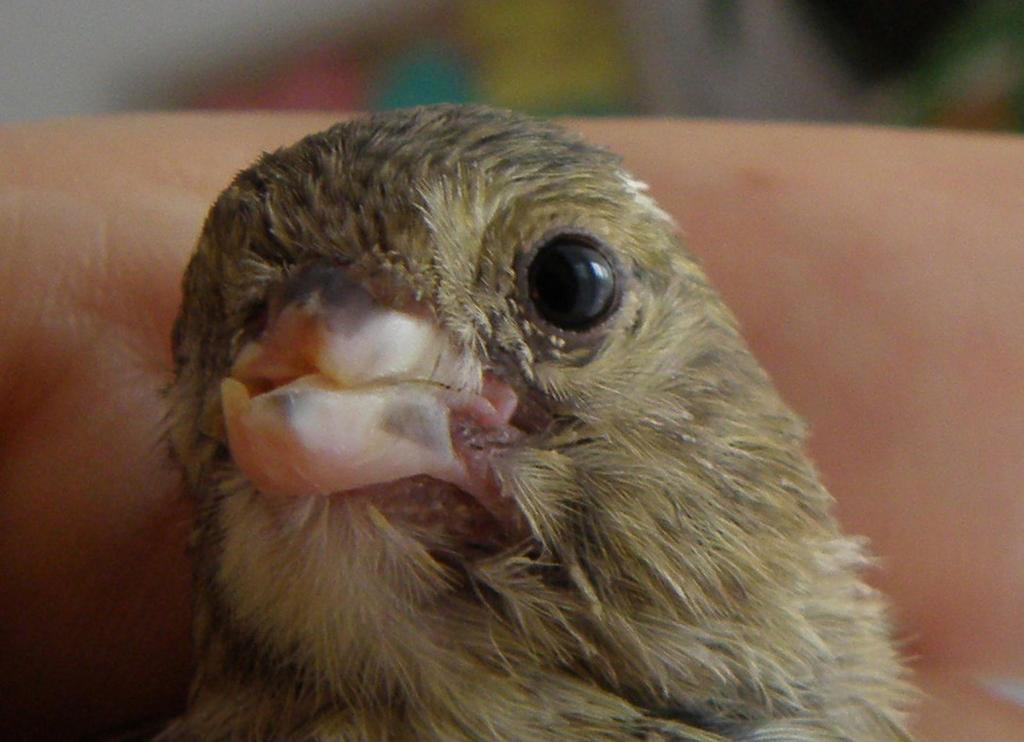 Vol. 42 / 2018 17 Fig. 3. Canary C at the age of 6 months after correction of the beak. Author: Aleksandra Ledwoń encouraging their previous clutch to become autonomous (Raihani & Ridley 2008).