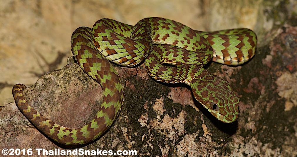 21 21 15. A brightly colored T. venustus waiting in ambush atop a rock. Habitat: I ve found these vipers up to 300 meters elevation.