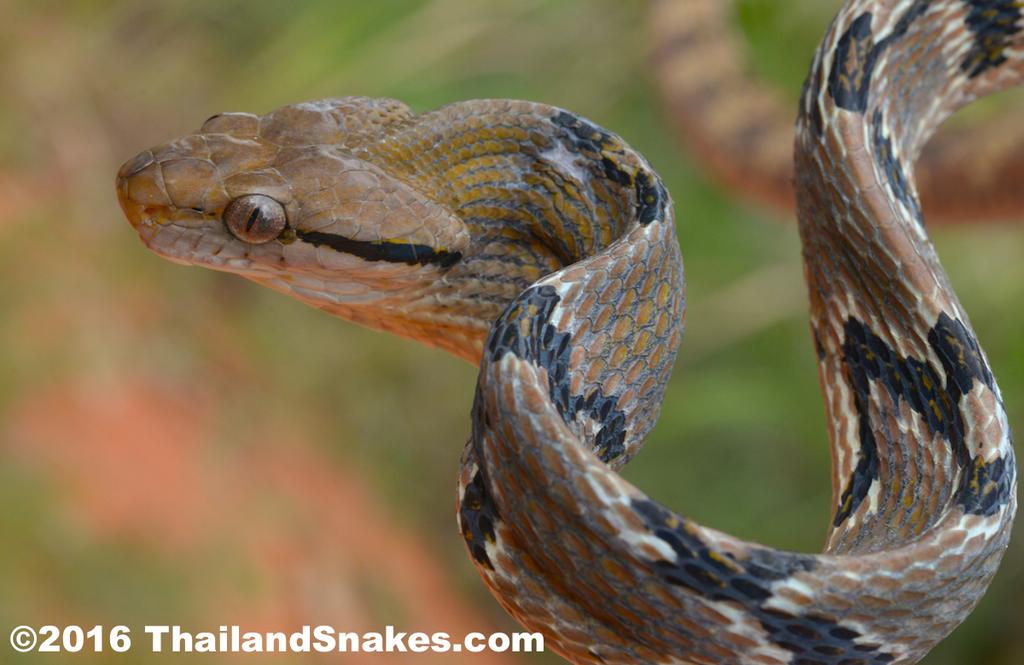 Really amazing snakes, the Dog-toothed Cat Snake, which I don t get to see near often enough here in Southern Thailand.