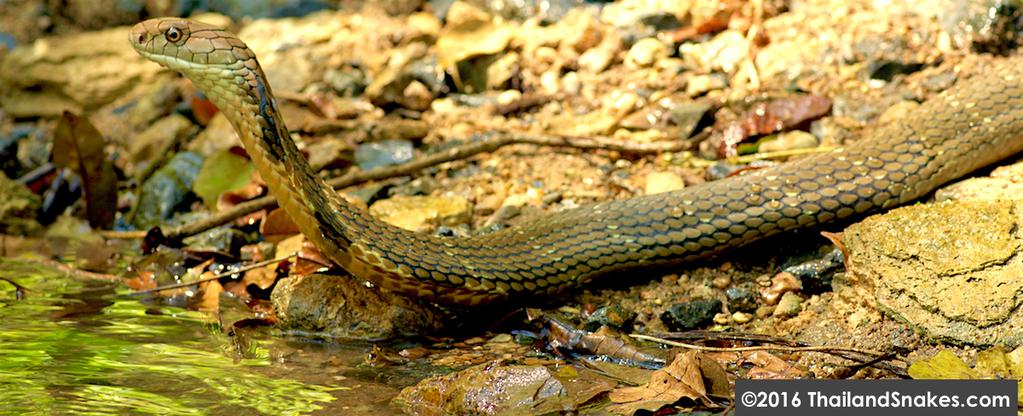 2018-2019 Thailand Snakes One-month Internships We just opened up an internship for people wanting to learn more about snakes and other reptiles found here in Southern Thailand.