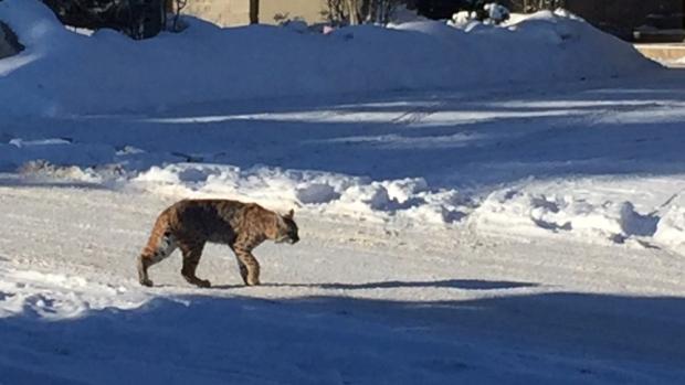 NEWSCAST 1: BOBCAT SIGHTINGS IN CALGARY RAISE CONCERNS ABOUT PET SAFETY Photo source: http://www.cbc.ca/beta/news/canada/calgary/calgary- bobcats- pets- attack- 1.