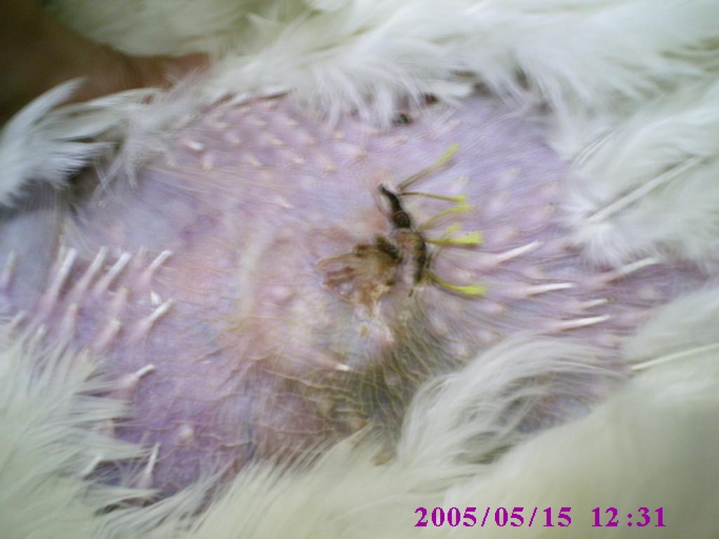 Implantation of Tissue Chambers in Turkeys had an inner diameter of