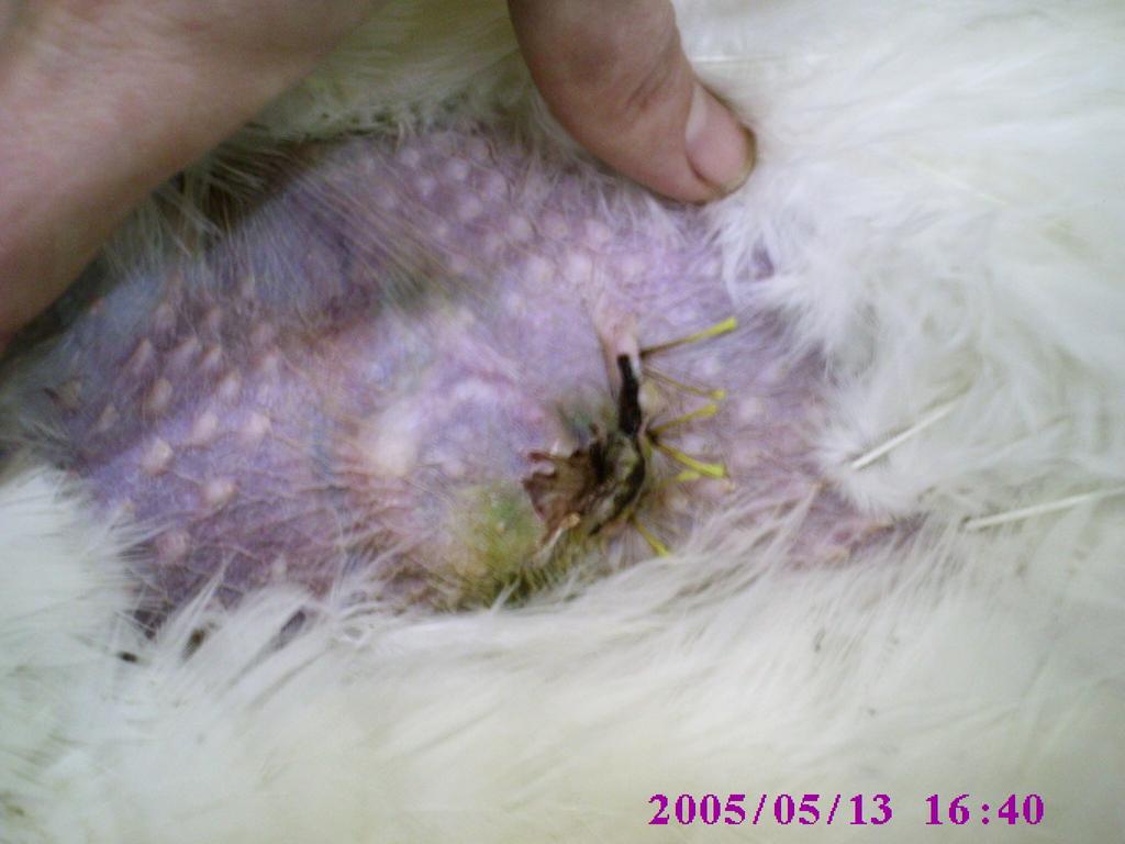 After implantation, the animal was allowed to recover for a period