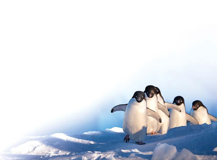 Spot the Difference Steve and his fellow Adélie penguins can be pretty tough to tell apart.