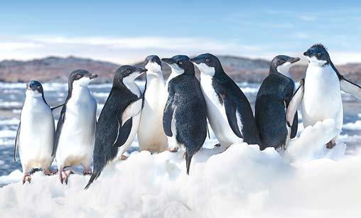 This black and white color Adélie apart from other species of penguin is by combination is known as countershading dark their eyes Adélie penguins have a distinct white on the back and