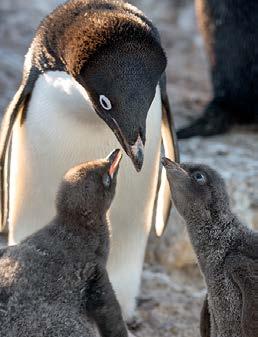 They re so dedicated about 30 days, those baby to having the biggest and best nest that they will Adélie penguins begin to often steal better pebbles from surrounding break out of their protective