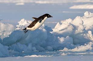 water are leopard seals. Adélie penguins have over 74 miles (119 km) into the ocean to catch food!