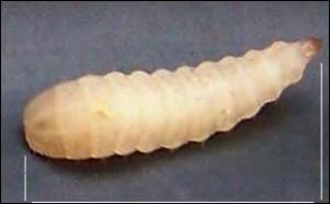 Screwworm