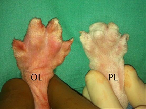 4 Journal of Feline Medicine and Surgery Open Reports Figure 4 Perioperative dorsal view of an operated limb (OL) and a preoperative limb (PL) in case 3.