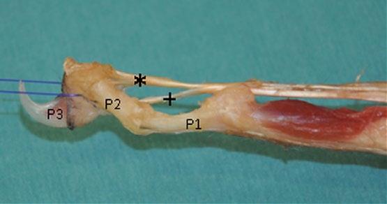 Cabon et al 5 Figure 7 Distal aspect of flexor tendon anatomy on a third thoracic digit (distal digital annular ligament has been removed).