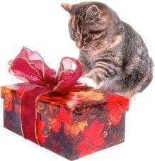 The Purr-fect Holiday Gift Free Cat Spays at the SPCA When: All December & January Who: Charlottesville-Albemarle Residents* living in the following zip-codes: 22901