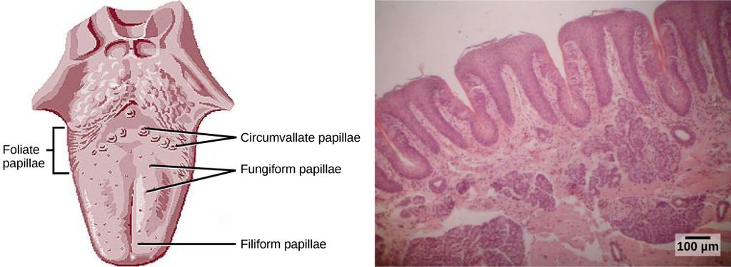 (a) Foliate, circumvallate, and fungiform papillae are located on different regions of the tongue. (b) Foliate papillae are prominent protrusions on this light micrograph.