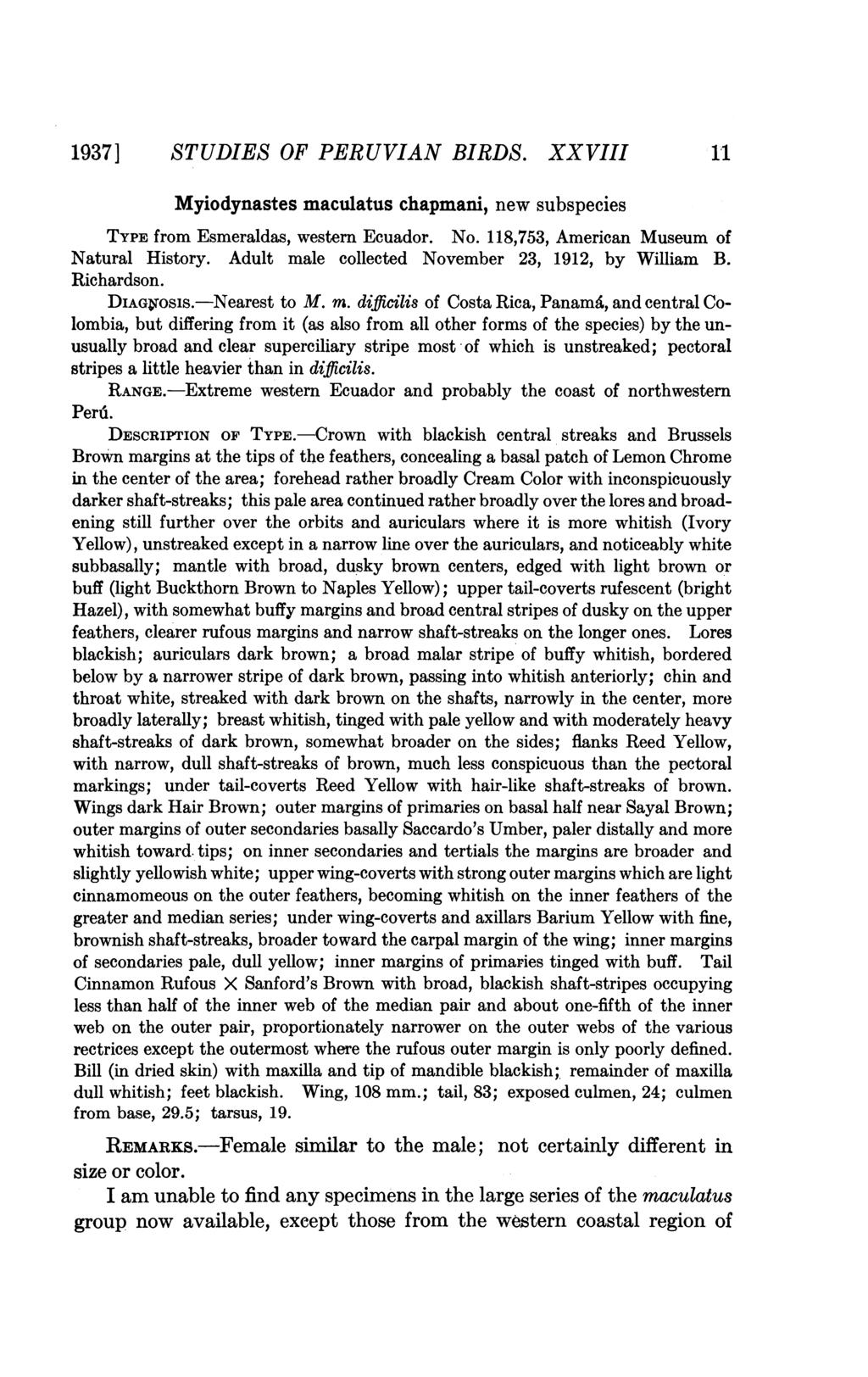 1937] STUDIES OF PERUVIAN BIRDS. XXVIII 11 Myiodynastes maculatus chapmani, new subspecies TYPE from Esmeraldas, westem Ecuador. No. 118,753, American Museum of Natural History.