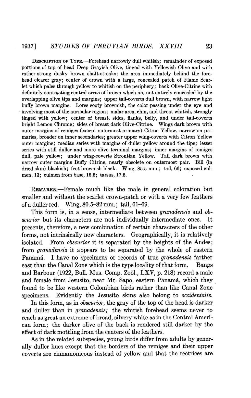 1937] STUDIES OF PERUVIAN BIRDS. XXVIII 23 DESCRIPTION OF TYPE.
