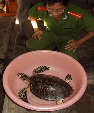 Learn from the failure Confiscate marine turtles when they are discovered A number of recent live marine turtle cases in Hanoi have concluded unsuccessfully as a result of slow or inadequate