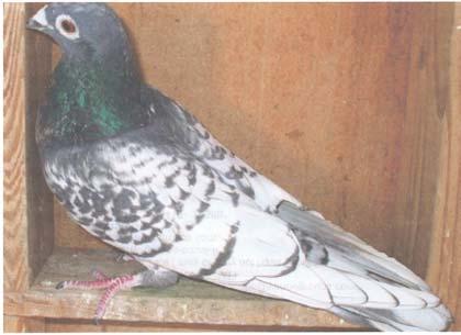 ANSWERS: I have yet to see any patterned pigeon, this is not solid black, red, etc. not affected by homozygous smoky when present.