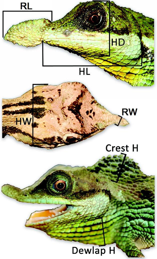ORNAMENTATION IN HORNED LIZARDS 3 moveable (Pethiyagoda & Manamendra-Arachchi, 1998) and a recent analysis of 16 male and six female museum specimens did not reveal a significant difference in