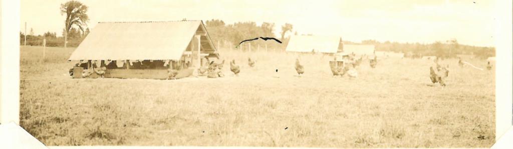 Maine poultrymen, 1012 Poultry Account Summaries made available by the University of Maine Extension