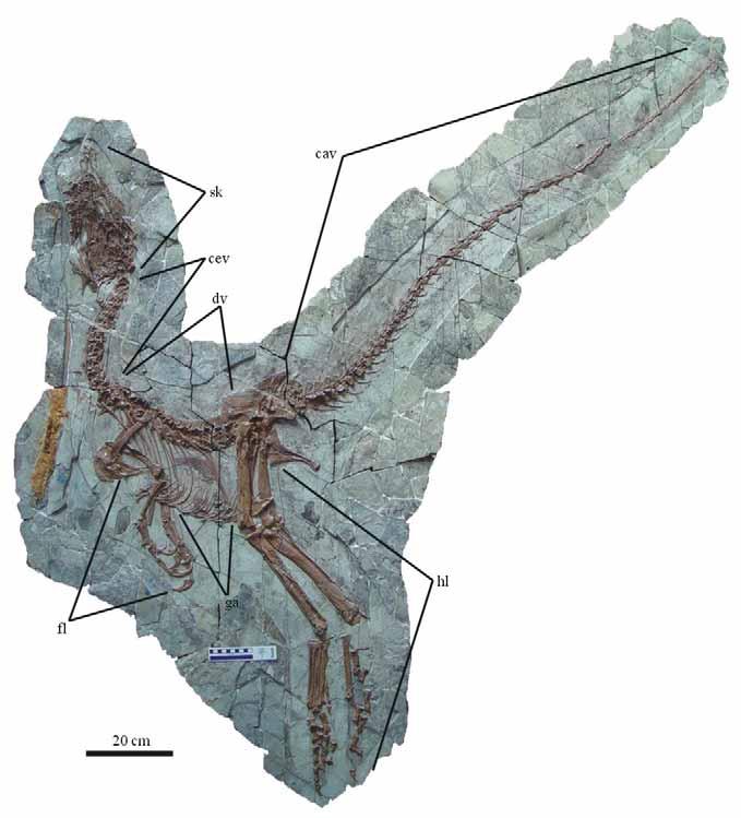 10 New Giant Compsognathid Dinosaur with Long Filamentous Integuments Ji et al. Fig. 1. Holotype of Sinocalliopteryx gigas gen. et sp. nov. (JMP-V-05-8-01).