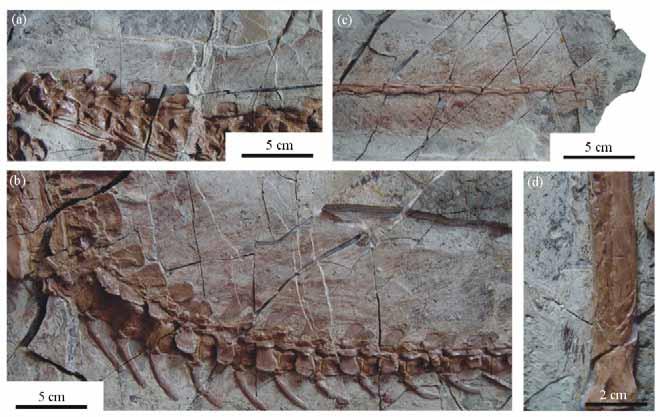 14 New Giant Compsognathid Dinosaur with Long Filamentous Integuments Ji et al. Fig. 4. Filamentous integuments of Sinocalliopteryx gigas gen. et sp. nov. (JMP-V-05-8-01).