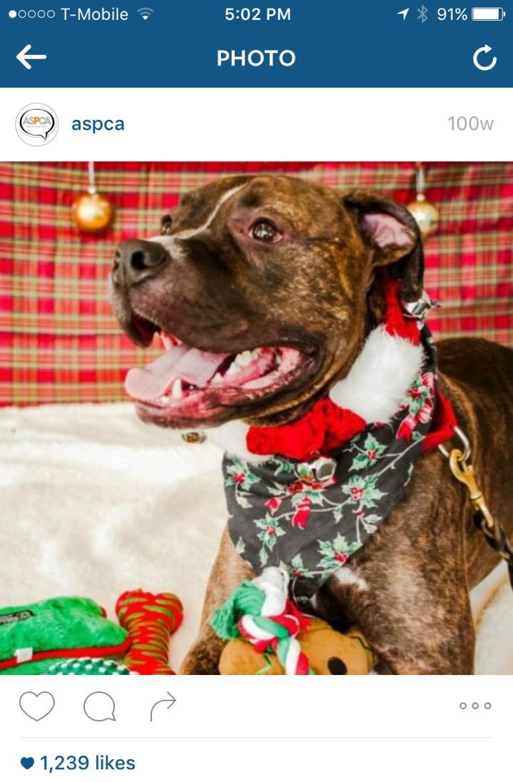 - ASPCA: Animal homelessness doesn t end during the holidays; in fact, it can get worse.