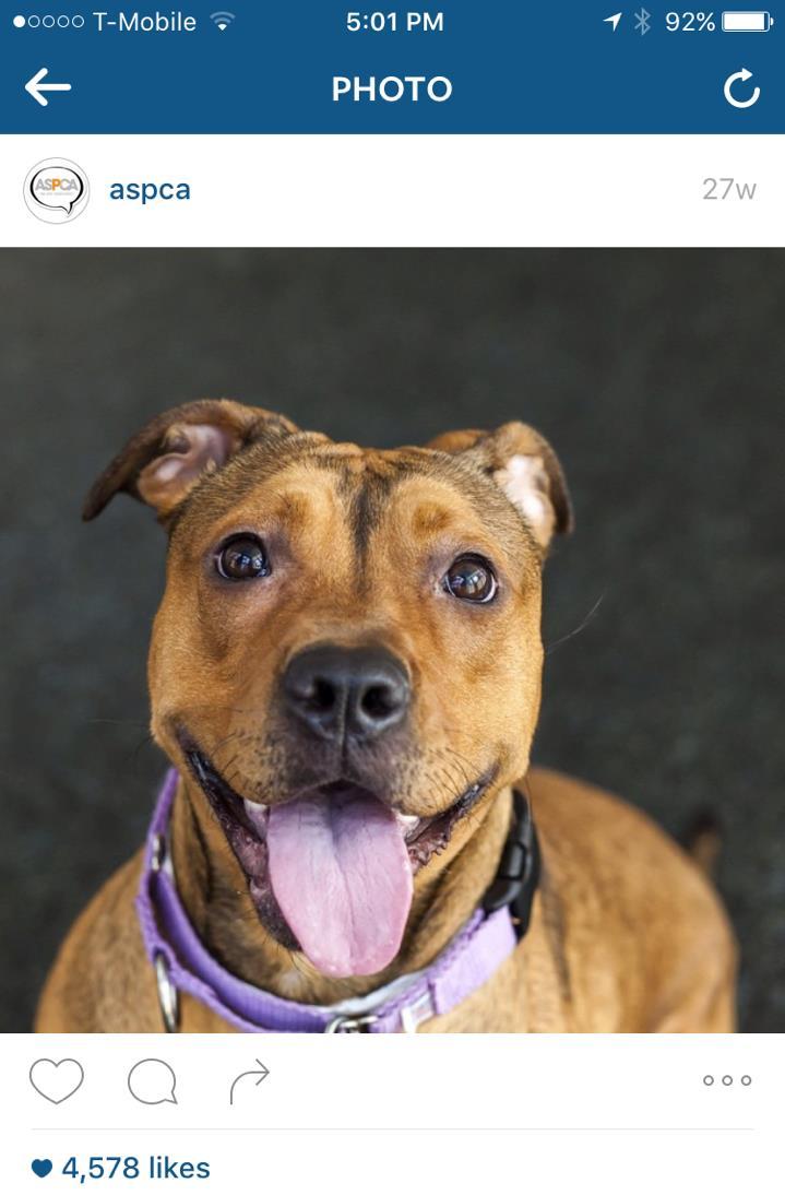 - ASPCA: Hi, I m Rosie! Everyone at the shelter says that I have the most beautiful eyes! I can sit, stay, lay down, and bark on command!