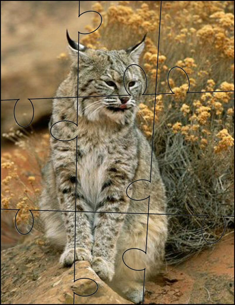 Bobcat Puzzles Directions: Cute out and laminate the