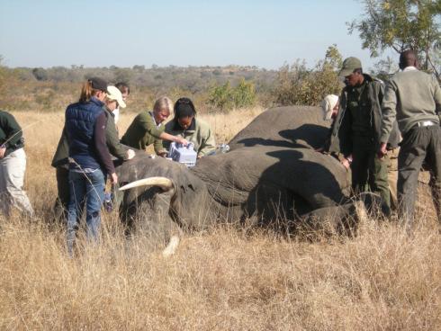 za The Nurse s Clinic: The use of Butorphanol in Elephants by Jane Lindeque In July 2011 on one of my trips up to Kruger Park I was lucky enough to do some work with Dr Michelle Miller from the