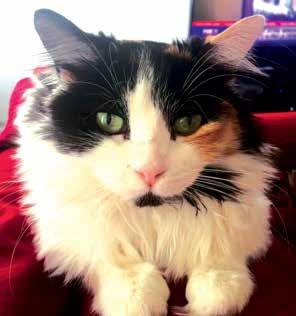 HAPPY TAILS Calico Charmer Ellie is living the dream. As the only child in Gavin and Cindy Parberry s home, the three-year-old calico is the center of their world.