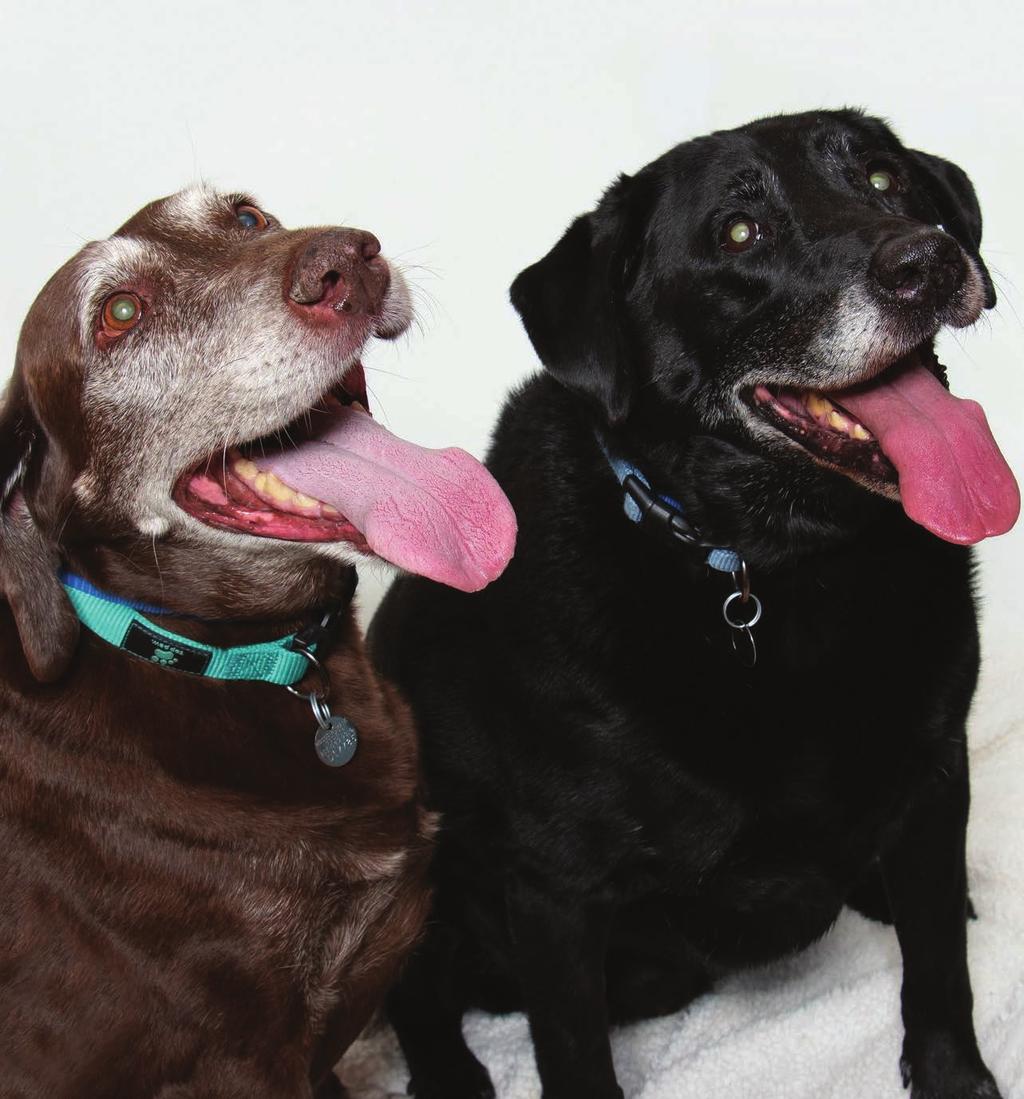 WINTER 2019 SHELTER TAILS Celebrating the Human - Animal Bond Cocoa & Cora: A Tale of Two Sisters