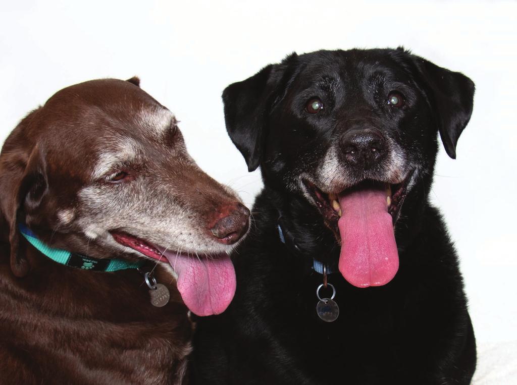 6 Shelter Tails A Tale of Two Sisters Cocoa and Cora arrived at Woods together, both sweet, mature Labrador Retrievers with fun-loving demeanors.